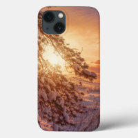 Sunset over sea and snowy pine tree