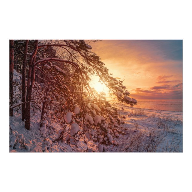 Sunset over sea and snowy pine tree photo print (Front)
