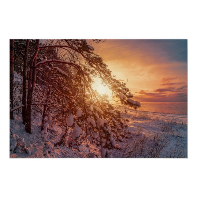 Sunset over sea and snowy pine tree poster (Front)