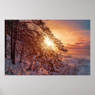 Sunset over sea and snowy pine tree poster