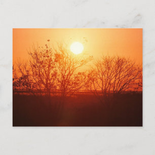 Sunset over the Bayou Postcard