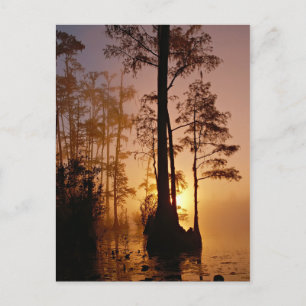 Sunset over the Okefenokee Swamp in Georgia Postcard