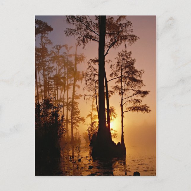 Sunset over the Okefenokee Swamp in Georgia Postcard (Front)