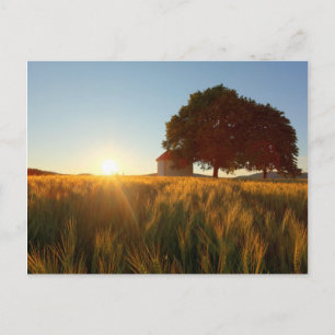 Sunset Over Wheat Field Postcard
