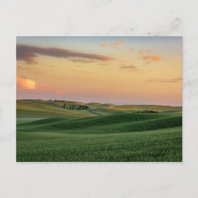 Sunset over Wheat Fields | Washington State Postcard (Front)