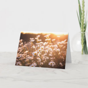 Sunset Oxeye Daisies Card
