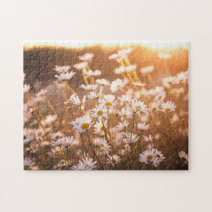 Sunset Oxeye Daisies Jigsaw Puzzle