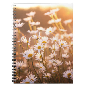 Sunset Oxeye Daisies Notebook