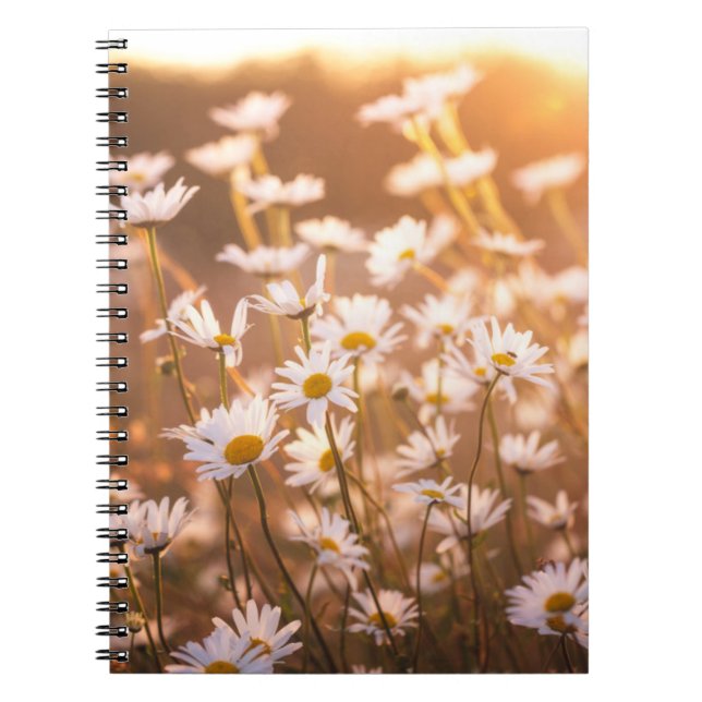 Sunset Oxeye Daisies Notebook (Front)