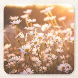 Sunset Oxeye Daisies Square Paper Coaster
