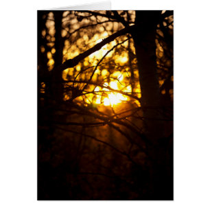 Sunset Poplars