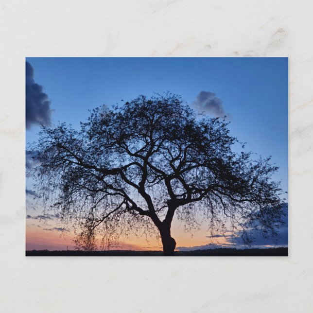 Sunset Postcard (Front)