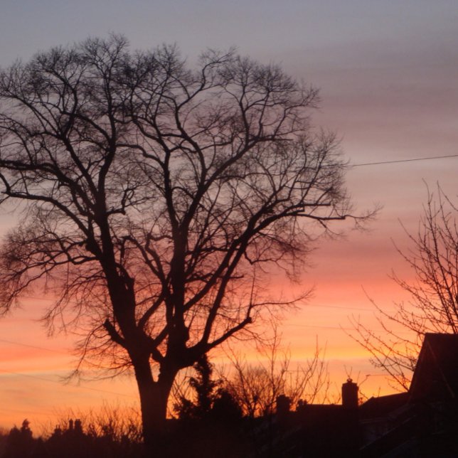 Sunset red sky with shadow roof tops and trees jigsaw puzzle (Creator Uploaded)
