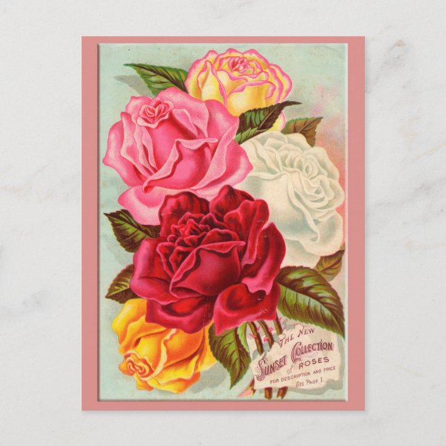 Sunset Roses Postcard (Front)