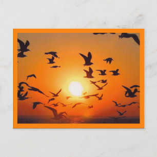 Sunset Scene Orange Border Postcard