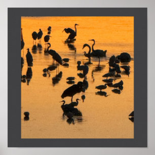 Sunset Silhouette of Birds Poster