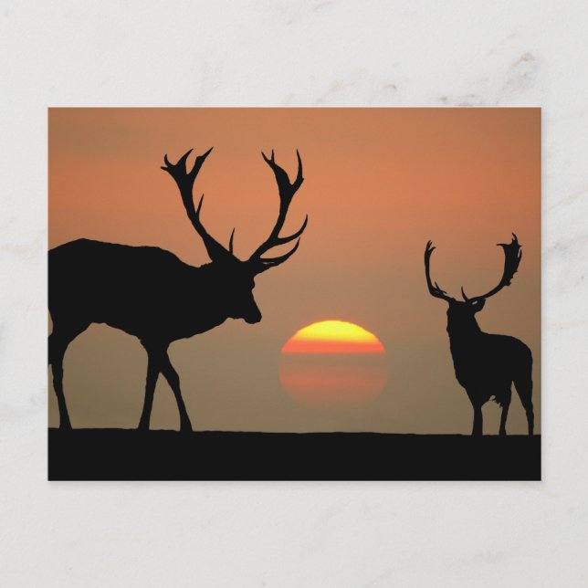 Sunset Stags Postcard (Front)