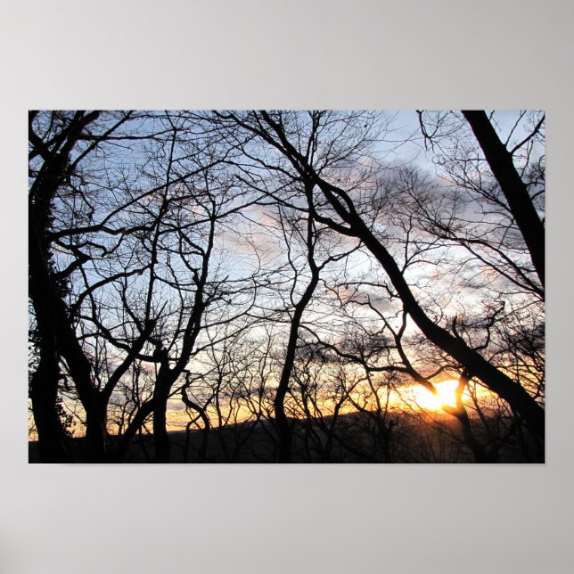Sunset through branches poster (Front)