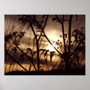 Sunset through the grass poster