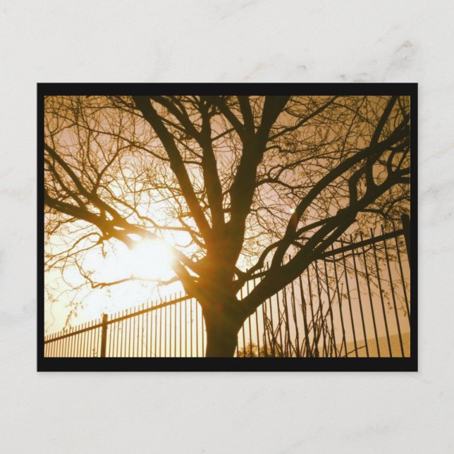 Sunset Tree Silhouette Postcard (Front)