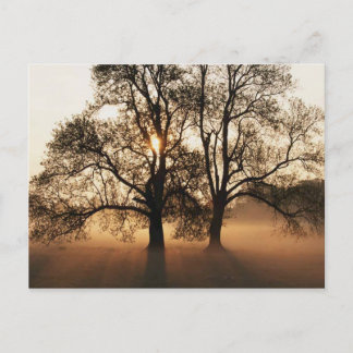 Sunset trees postcard