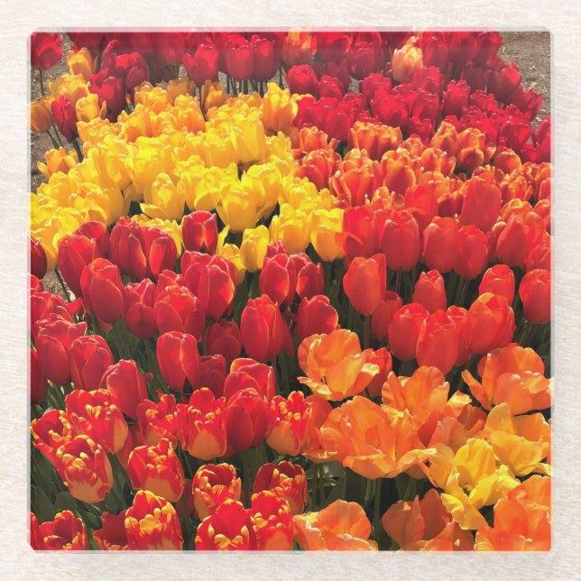 Sunset Tulip Garden Bed, Oregon Glass Coaster (Front)