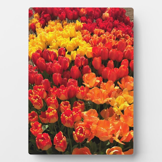 Sunset Tulip Garden Bed, Oregon Plaque (Front)