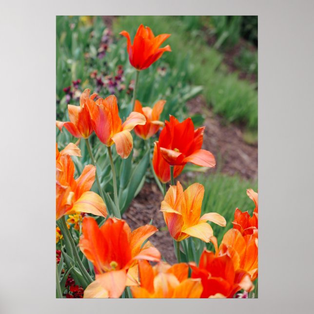 Sunset Tulips  Poster (Front)