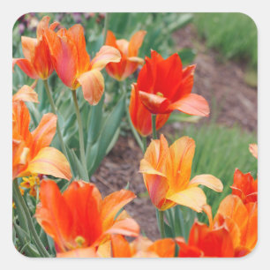 Sunset Tulips  Square Sticker
