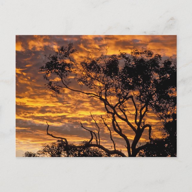 Sunset, Uluru-Kata Tjuta National Park, Postcard (Front)