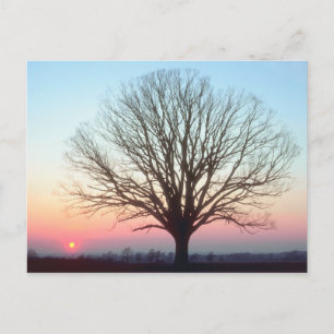 Sunset View Postcard