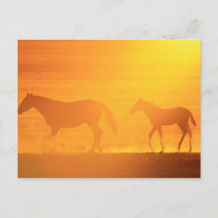 Sunset Walk Postcard