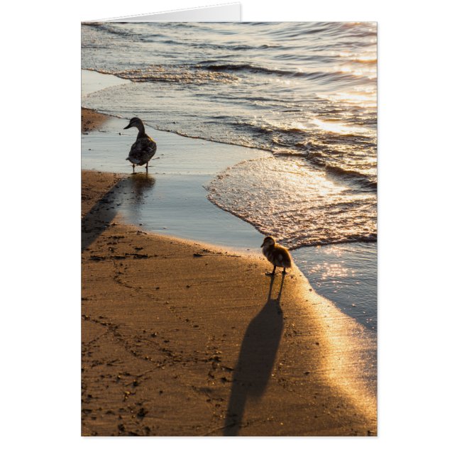 Sunset Walk With Mummy (Front)