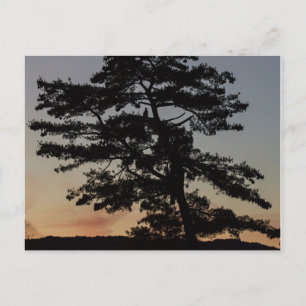Sunset Watch Postcard