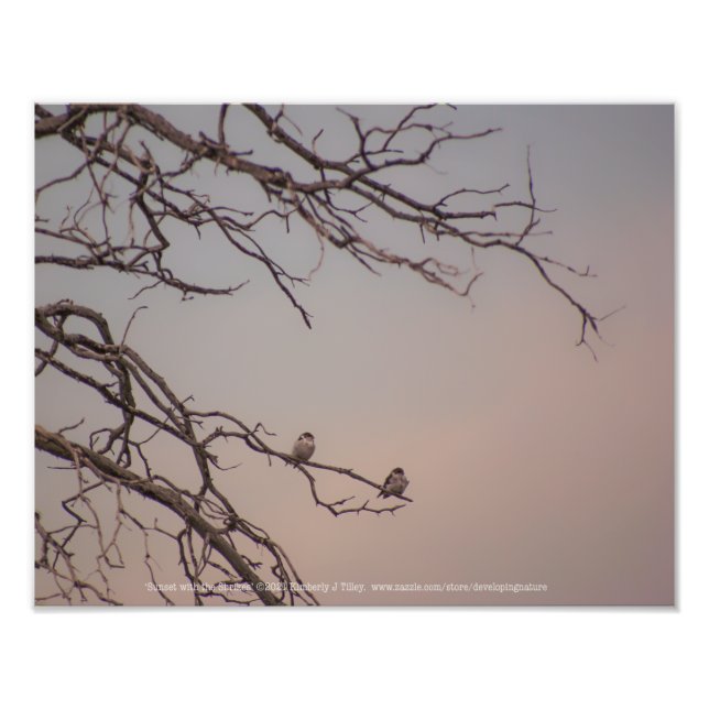 Sunset with the Shrikes Photo Print (Front)