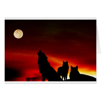 Sunset Wolves
