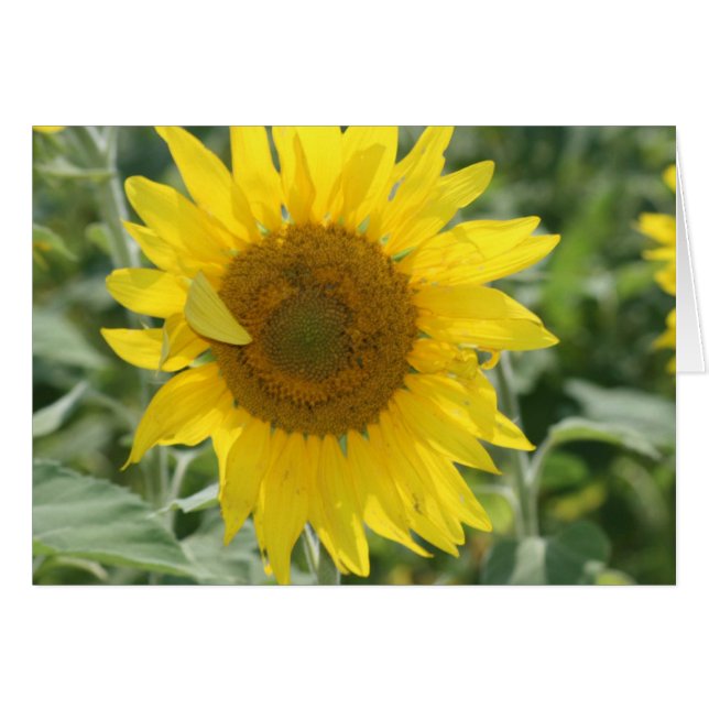 Sunshine (Front Horizontal)