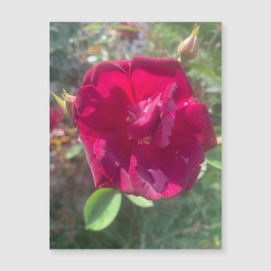 Sunshine After Shower Rose Magnet