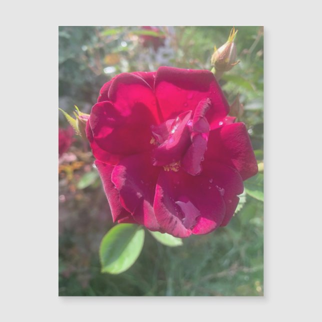 Sunshine After Shower Rose Magnet (Front)