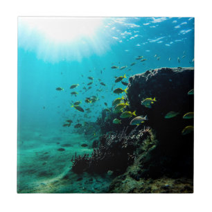 Sunshine and Tropical Fish Tile
