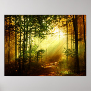 Sunshine bird poster