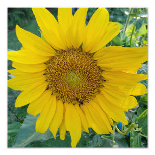 Sunshine Bloom Vibrant Sunflower Field Photo Print