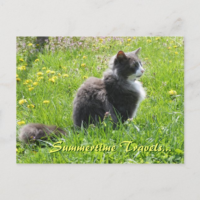 Sunshine Cat Postcard (Front)