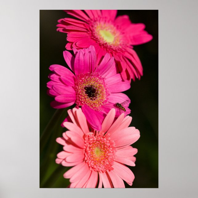 Sunshine Gerberas Poster (Front)
