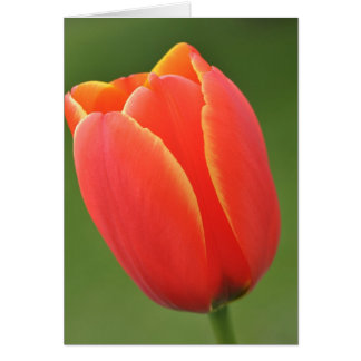 Sunshine in a Tulip