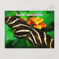 “Sunshine” quote black butterfly photo postcard