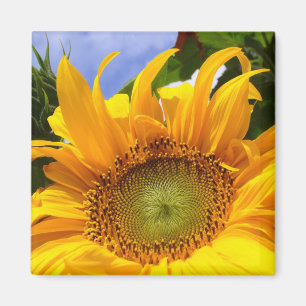 SUNSHINE SUNFLOWER  ~ Magnet