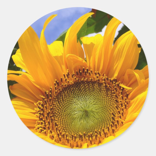 SUNSHINE SUNFLOWER Stickers (Front)