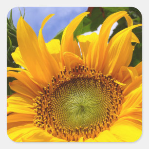 SUNSHINE SUNFLOWER Stickers