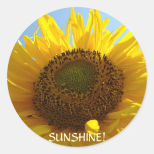 SUNSHINE SUNFLOWER STICKERS Summer Flowers
